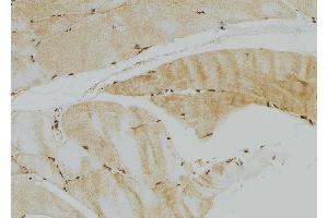ABIN6272954 at 1/100 staining Mouse muscle tissue by IHC-P. (GFER anticorps  (C-Term))