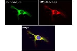 Immunofluorescence (IF) image for anti-mStrawberry Fluorescent Protein antibody (ABIN7273082) (mStrawberry Fluorescent Protein anticorps)