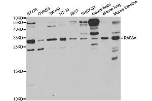 Western Blotting (WB) image for anti-RAB6A, Member RAS Oncogene Family (RAB6A) antibody (ABIN1876814) (RAB6A anticorps)