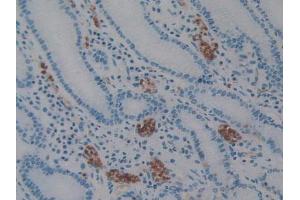 IHC-P analysis of Human Stomach Tissue, with DAB staining. (AIF anticorps  (AA 103-322))