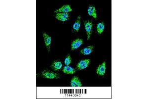 Confocal immunofluorescent analysis of MIC1 Antibody with MDA-MBA231 cell followed by Alexa Fluor 488-conjugated goat anti-rabbit lgG (green). (C18orf8 anticorps  (N-Term))