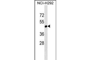 RGL4 Antibody (N-term) (ABIN1539670 and ABIN2849187) western blot analysis in NCI- cell line lysates (35 μg/lane).