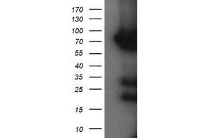 Image no. 1 for anti-Host Cell Factor C2 (HCFC2) antibody (ABIN1498603) (HCFC2 anticorps)