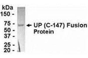 Western Blotting (WB) image for anti-Uridine Phosphorylase 1 (UPP1) (AA 164-310) antibody (ABIN2468051) (UPP1 anticorps  (AA 164-310))