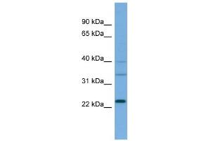 WB Suggested Anti-RALA Antibody Titration: 0.