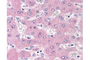 Anti-CD98 antibody IHC of human liver. (SLC3A2 anticorps)