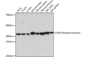 Western blot analysis of extracts of various cell lines, using DNA Polymerase beta Rabbit mAb (ABIN7269456) at 1:1000 dilution. (POLB anticorps)
