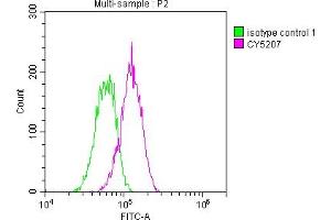 anti-Ataxia Telangiectasia Mutated (ATM) antibody