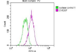 Overlay histogram showing Hela cells stained with ABIN7127351 (red line) at 1:50. (Recombinant ATM anticorps)