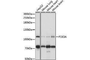Western blot analysis of extracts of various cell lines, using PDE3A antibody (ABIN7269301) at 1:1000 dilution. (PDE3A anticorps  (AA 380-660))