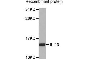 Western blot analysis of extracts of recombinant protein using IL13 antibody. (IL-13 anticorps  (AA 25-146))