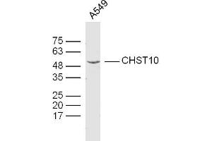 A549 lysates probed with CHST10 Polyclonal Antibody, Unconjugated  at 1:300 dilution and 4˚C overnight incubation. (CHST10 anticorps  (AA 281-356))