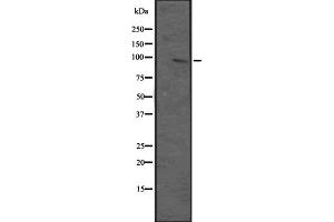 Western blot analysis of MAP3K12 expression in HEK293 cells ,The lane on the left is treated with the antigen-specific peptide. (MAP3K12 anticorps  (N-Term))