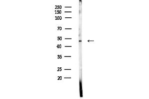anti-Potassium Channel, Subfamily K, Member 4 (KCNK4) (C-Term) antibody