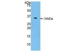 Detection of Recombinant NXN, Mouse using Polyclonal Antibody to Nucleoredoxin (NXN) (NXN anticorps  (AA 167-435))