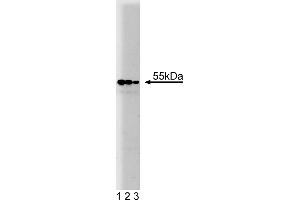 Western Blotting (WB) image for anti-Prolyl 4-Hydroxylase, beta Polypeptide (P4HB) (AA 109-214) antibody (ABIN968268) (P4HB anticorps  (AA 109-214))