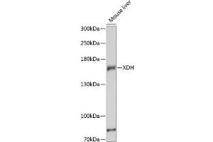 Western blot analysis of extracts of Mouse liver using XDH Polyclonal Antibody at dilution of 1:3000.