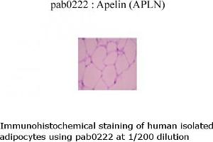 Image no. 1 for anti-Apelin (APLN) (C-Term) antibody (ABIN347115) (Apelin anticorps  (C-Term))