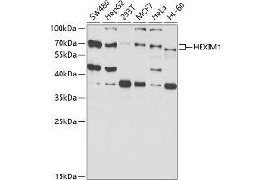 Western blot analysis of extracts of various cell lines, using HEXIM1 antibody (ABIN6129783, ABIN6141736, ABIN6141737 and ABIN6221456) at 1:1000 dilution. (HEXIM1 anticorps  (AA 210-359))