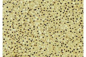 ABIN6276646 at 1/100 staining Mouse liver tissue by IHC-P. (EHMT2 anticorps  (N-Term))