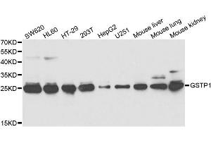 Western blot analysis of extracts of various cell lines, using GSTP1 antibody. (GSTP1 anticorps  (AA 1-210))