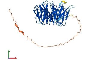 AlphaFold protein structure predicition of Human Recombinant WDR31 Protein, UniprotID Q8NA23