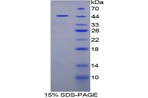 SDS-PAGE analysis of Pig FABP4 Protein. (FABP4 Protéine)