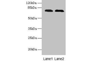 Western blot All lanes: GALNT7 antibody at 0. (GALNT7 anticorps  (AA 201-500))