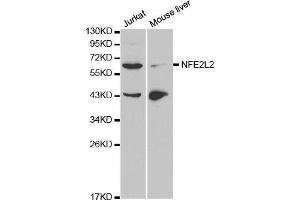 Western blot analysis of extracts of various cell lines, using NFE2L2 antibody. (NRF2 anticorps  (AA 366-605))