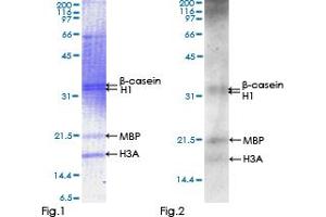 Western Blotting (WB) image for serum/glucocorticoid Regulated Kinase Family, Member 3 (SGK3) (AA 1-496) protein (GST tag) (ABIN1319829)