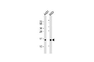 All lanes : Anti-H2BFS Antibody (Center) at 1:1000 dilution Lane 1: A431 whole cell lysate Lane 2: WiDr whole cell lysate Lysates/proteins at 20 μg per lane. (H2BFS anticorps  (AA 58-84))