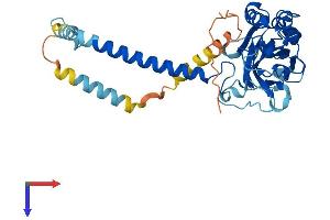 AlphaFold protein structure predicition of Human Recombinant ATP1B4 Protein, UniprotID Q9UN42