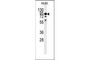 Western blot analysis of DYRK1A Antibody (Center) polyclonal antibody in HL60 cell line lysates (35ug/lane). (DYRK1A anticorps  (Middle Region))