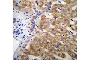 Immunohistochemistry analysis in human liver tissue (Formalin-fixed, Paraffin-embedded) using Mucin-15 Antibody (C-term), followed by peroxidase conjugated secondary antibody and DAB staining.