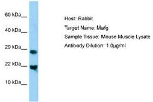 Image no. 1 for anti-Transcription Factor MafG (Mafg) (N-Term) antibody (ABIN6749819) (Mafg anticorps  (N-Term))