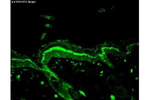 Immunohistochemistry analysis using Mouse Anti-DNA Damage Monoclonal Antibody, Clone 15A3 (ABIN361743 and ABIN361744). (DNA Damage anticorps)