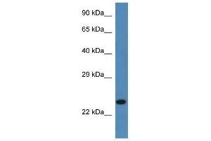 Western Blot showing Ssr2 antibody used at a concentration of 1.