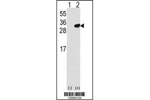 Western blot analysis of PRDX6 using rabbit polyclonal PRDX6 Antibody using 293 cell lysates (2 ug/lane) either nontransfected (Lane 1) or transiently transfected with the PRDX6 gene (Lane 2). (Peroxiredoxin 6 anticorps  (C-Term))