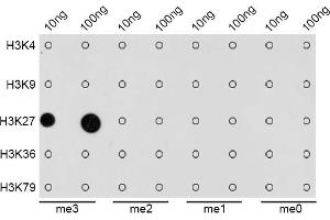 Dot-blot analysis of all sorts of methylation peptides using TriMethyl-Histone H3-K27 antibody (ABIN3023268, ABIN3023269, ABIN3023270, ABIN1513002 and ABIN6219521). (Histone 3 anticorps  (H3K27me))