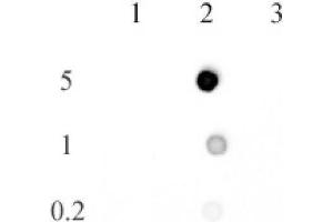 Dot blot of 5-methylcytosine antibody (rAb).