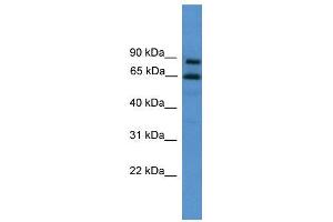 WB Suggested Anti-ZNF257  Antibody Titration: 0. (ZNF257 anticorps  (C-Term))