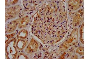 IHC image of ABIN7160289 diluted at 1:600 and staining in paraffin-embedded human kidney tissue performed on a Leica BondTM system.