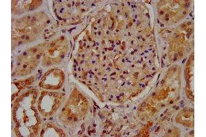 IHC image of ABIN7160289 diluted at 1:600 and staining in paraffin-embedded human kidney tissue performed on a Leica BondTM system. (MUC2 anticorps  (AA 569-657))