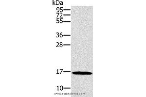 Western blot analysis of HT-29 cell, using SNCG Polyclonal Antibody at dilution of 1:800 (SNCG anticorps)