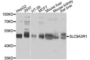 Western blot analysis of extracts of various cells, using SLC9A3R1 antibody. (SLC9A3R1 anticorps)