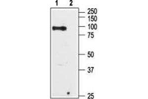 Western blot analysis of Human PC-3 prostate cancer cell lysate: - 1. (TRPV6 anticorps  (C-Term, Intracellular))