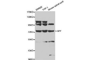 Western blot analysis of extracts of various cell lines, using APP antibody. (APP anticorps  (AA 190-290))