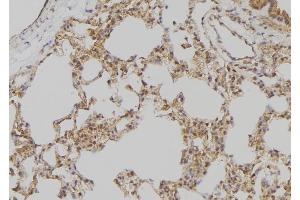 ABIN6275399 at 1/100 staining Rat lung tissue by IHC-P. (APOBEC3B anticorps  (N-Term))