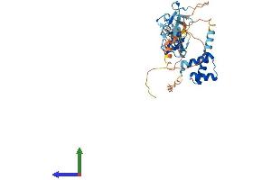 AlphaFold protein structure predicition of Human Recombinant ISL2 Protein, UniprotID Q96A47