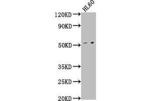 Western Blot Positive WB detected in: HL60 whole cell lysate All lanes: LCHN antibody at 1:1000 Secondary Goat polyclonal to rabbit IgG at 1/50000 dilution Predicted band size: 52 kDa Observed band size: 52 kDa (DENND11/KIAA1147 anticorps  (AA 2-233))